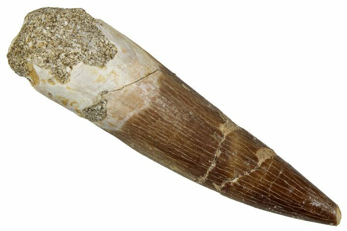 Fossil Plesiosaur (Zarafasaura) Tooth - Morocco #354713